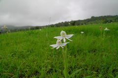 Habenaria grandifloriformis